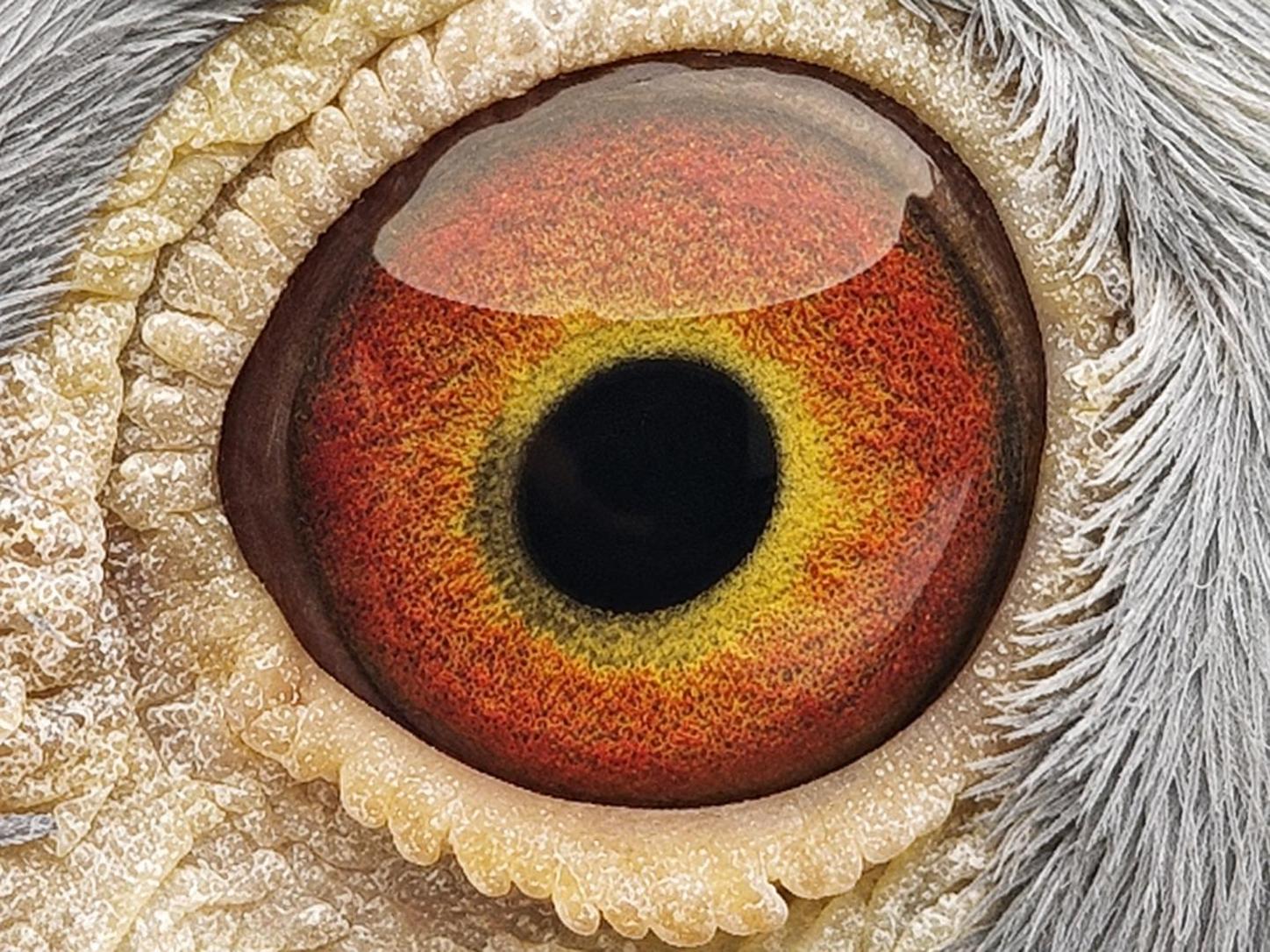 Pigeon eye